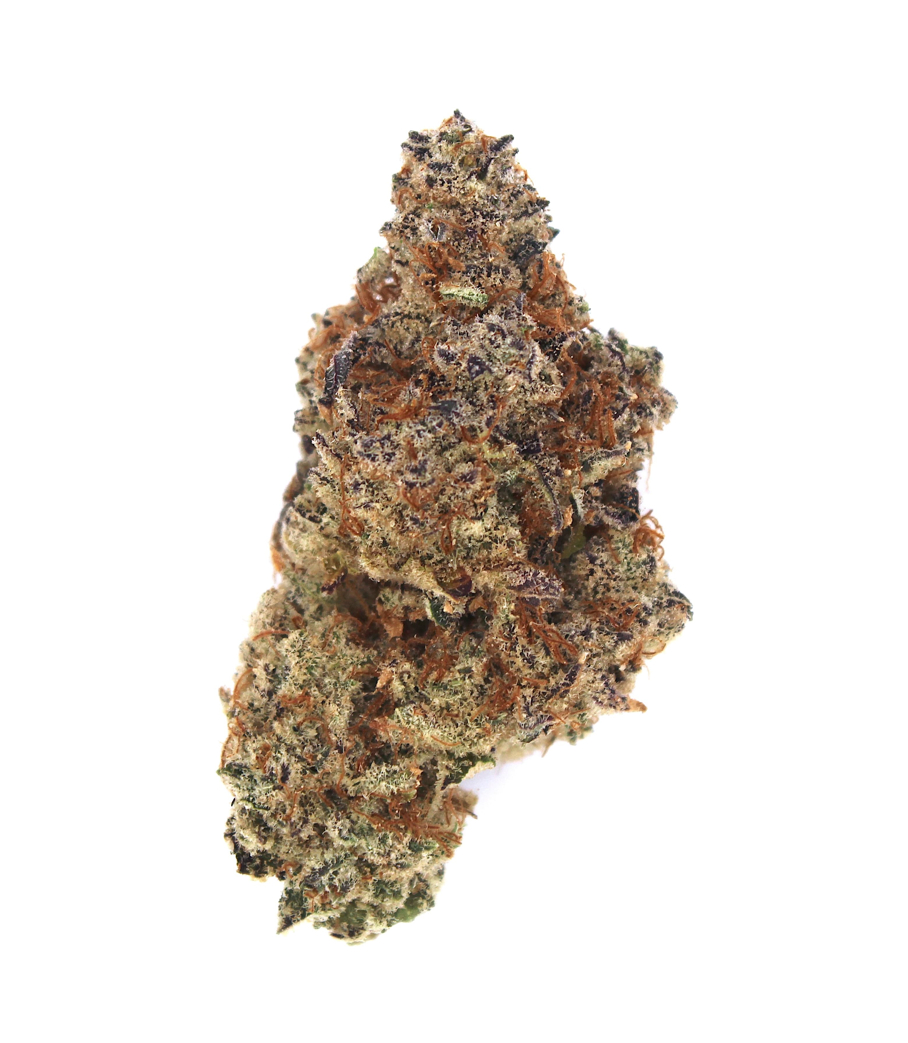 Indoor Flower — Mimosa