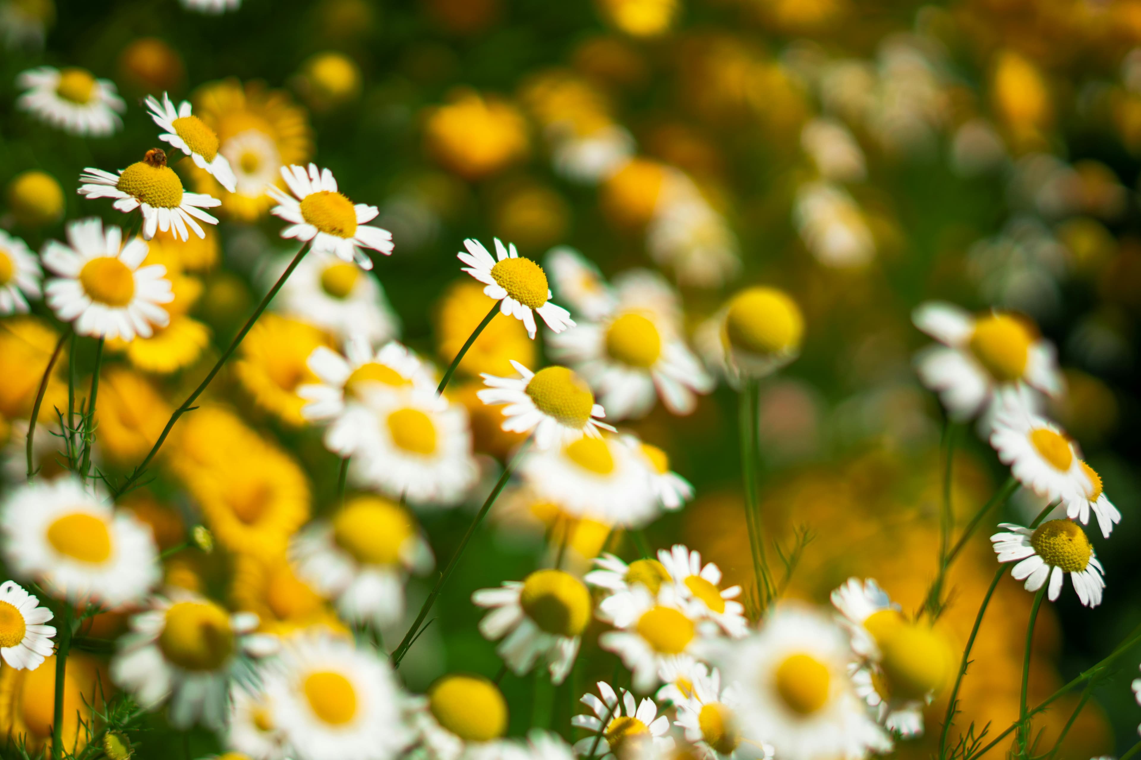 Chamomile flowers in bloom