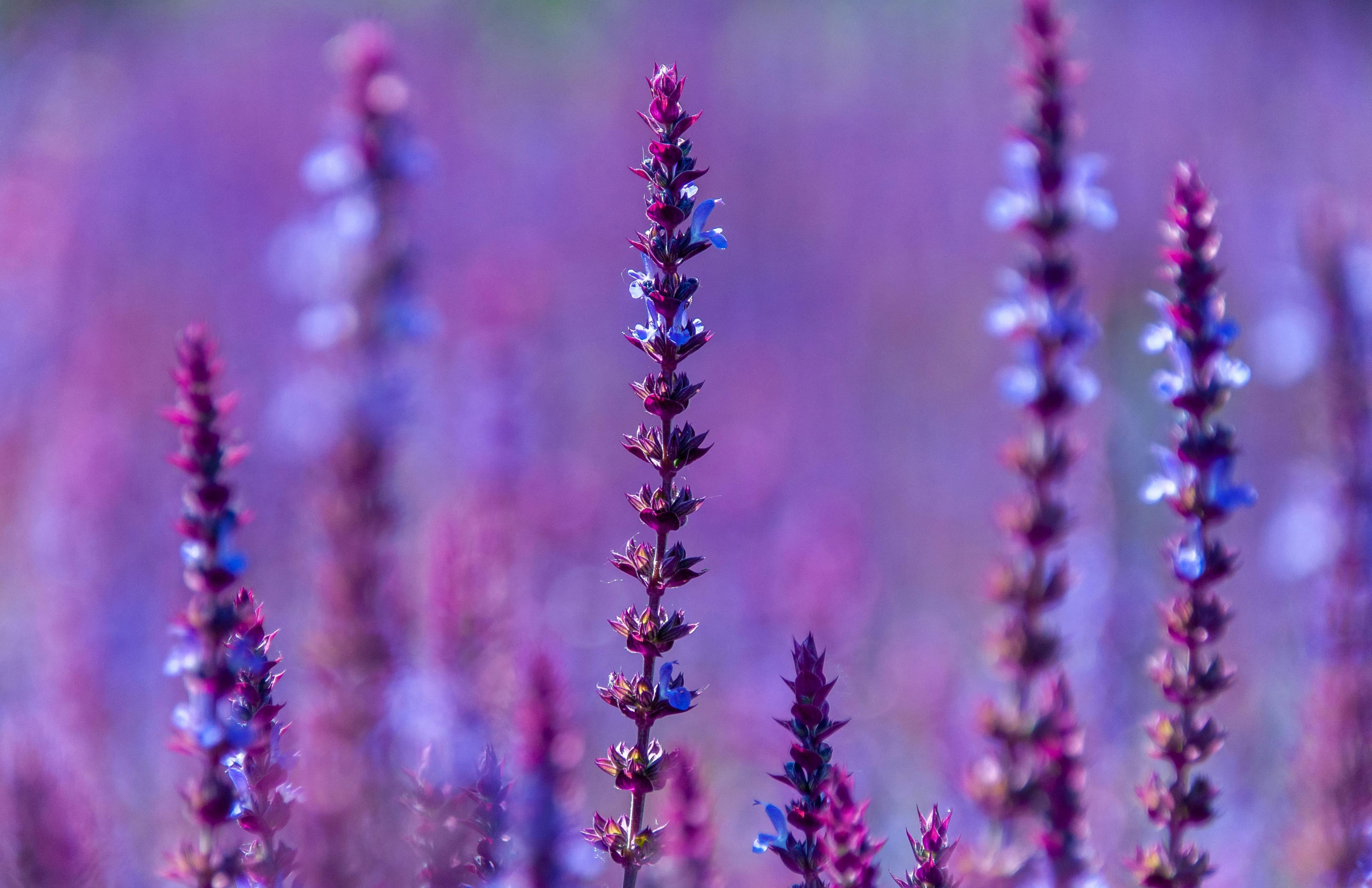 Lavender field in bloom