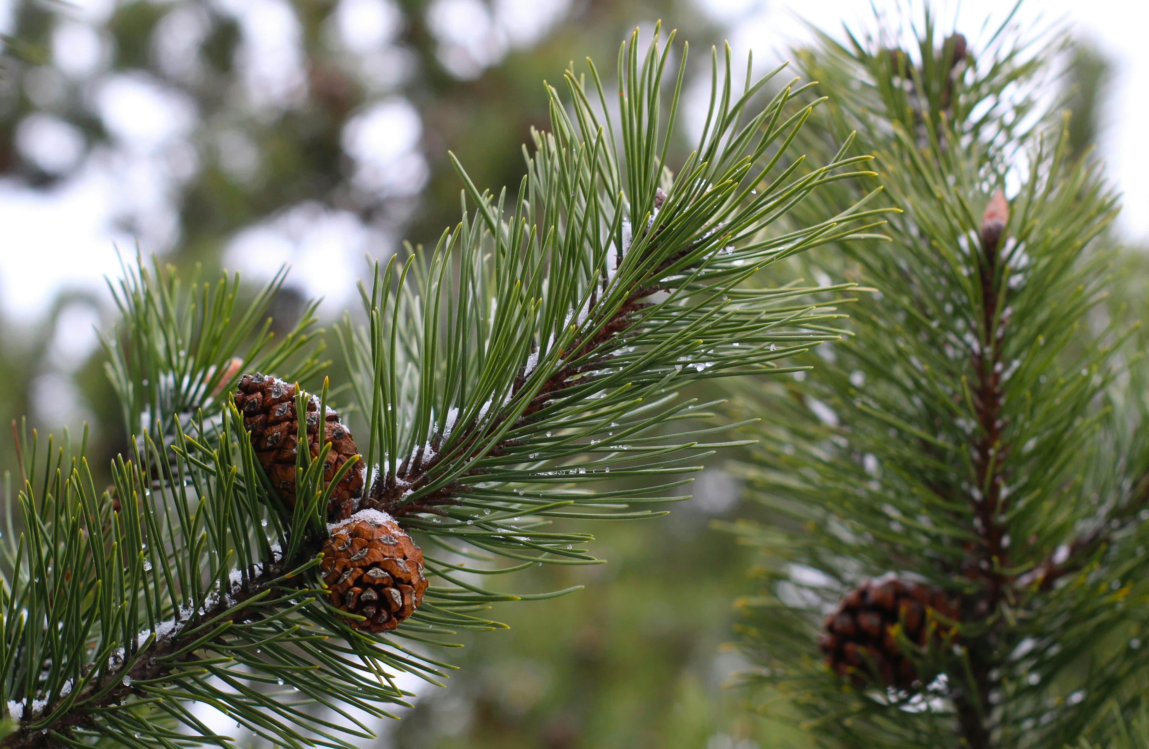 Pine needles close up